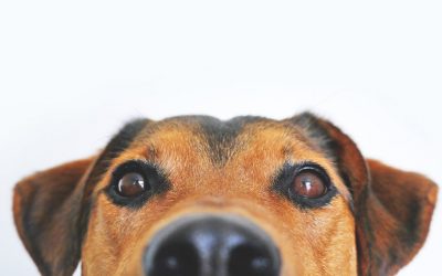 Dogoterapia w terapii logopedycznej