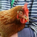 Onomatopeje, czyli wyrazy dźwiękonaśladowcze