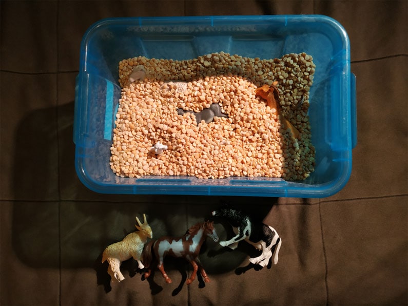 skrzynka ze zwierzętami