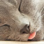 Seplenienie międzyzębowe – przyczyny i terapia