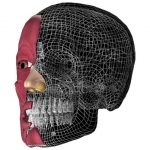 Anatomia – mięśnie twarzy okiem logopedy