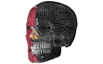 Anatomia – mięśnie twarzy okiem logopedy